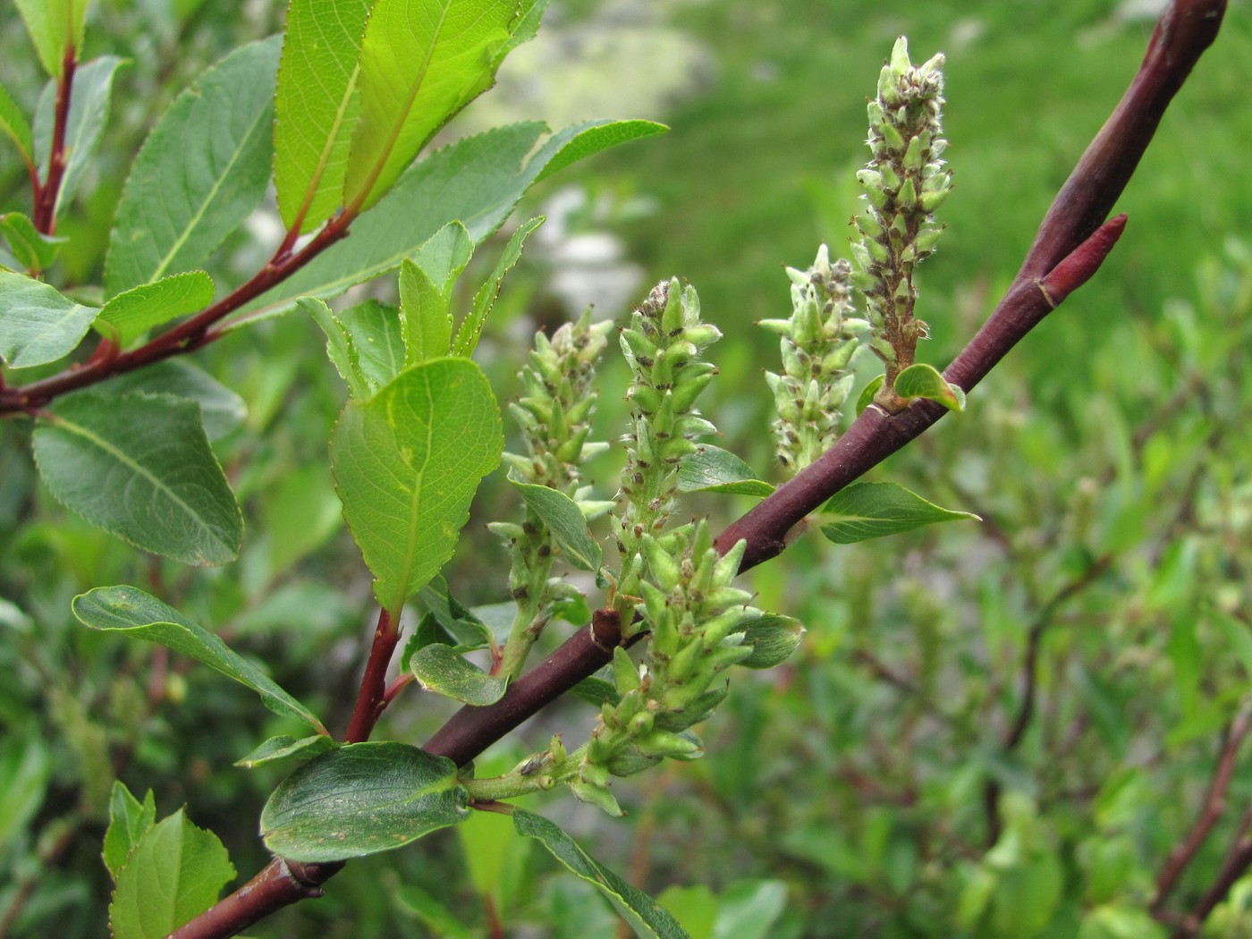 Image of Salix kazbekensis specimen.