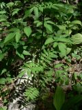 Valeriana alternifolia