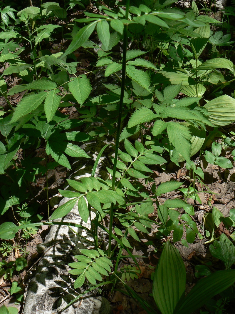 Изображение особи Valeriana alternifolia.