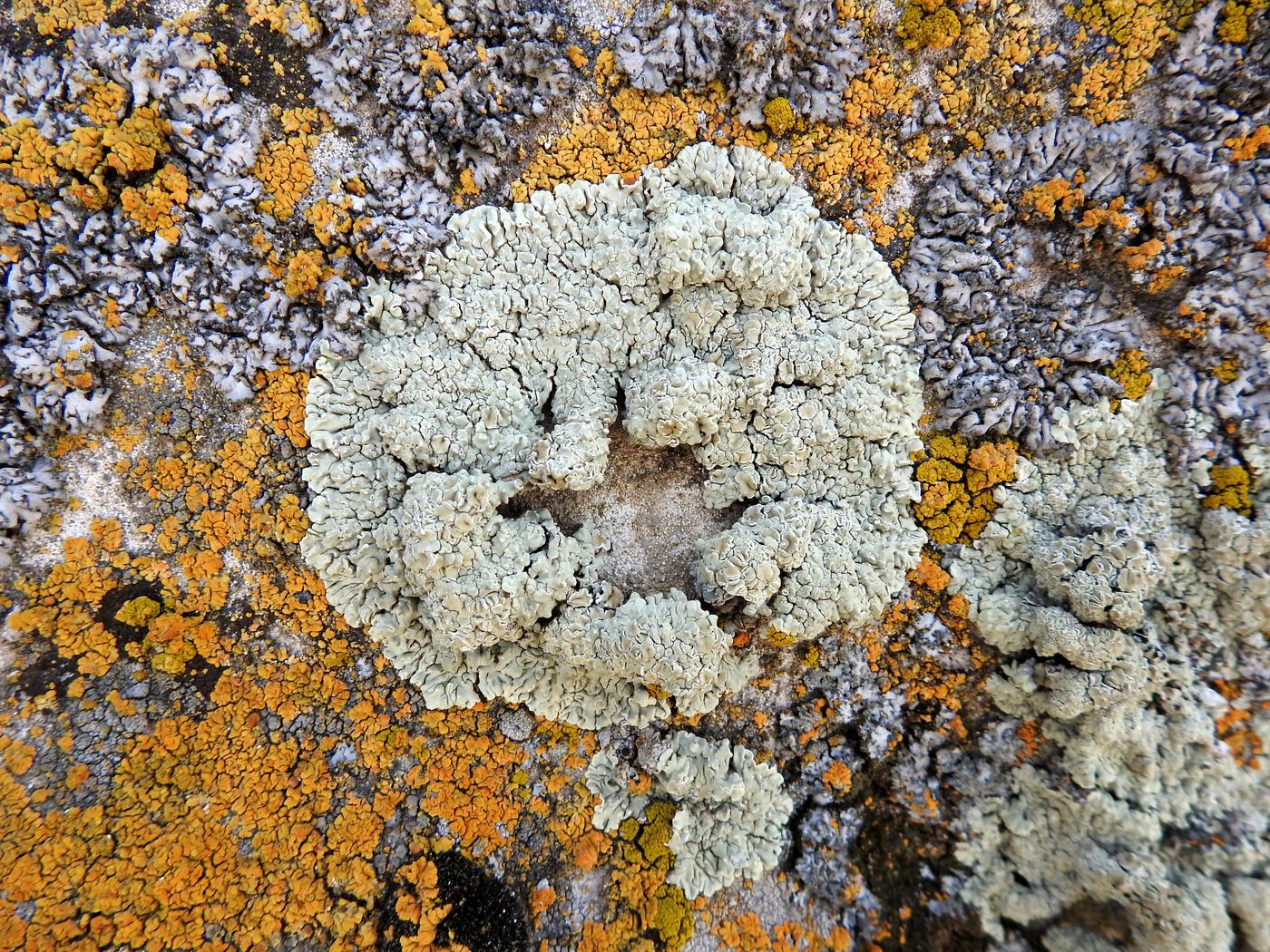 Image of genus Physcia specimen.