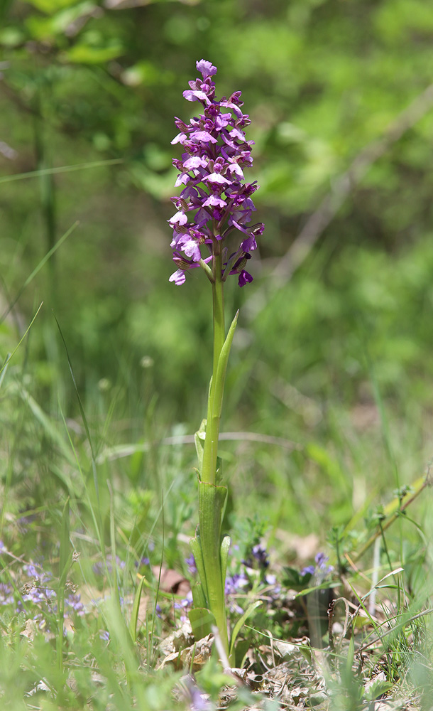 Image of Anacamptis morio ssp. caucasica specimen.