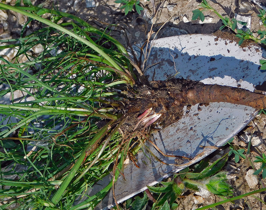 Image of Scorzonera lachnostegia specimen.