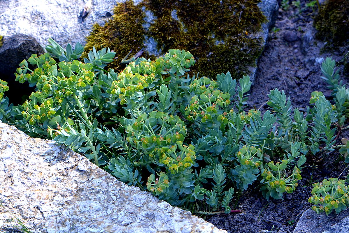 Изображение особи Euphorbia myrsinites.