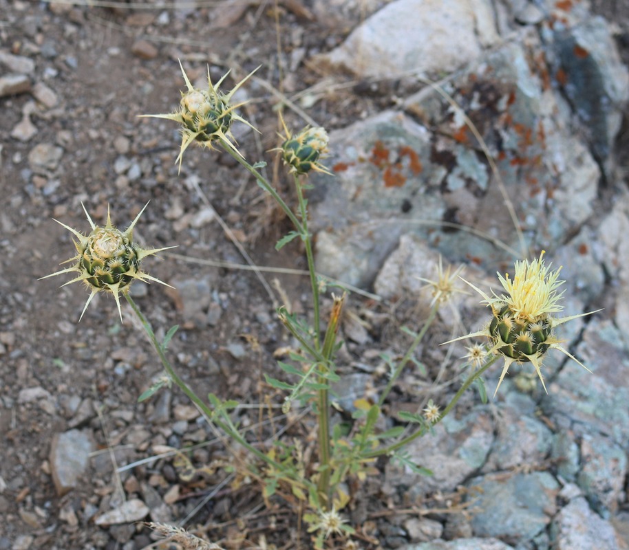 Изображение особи Centaurea reflexa.