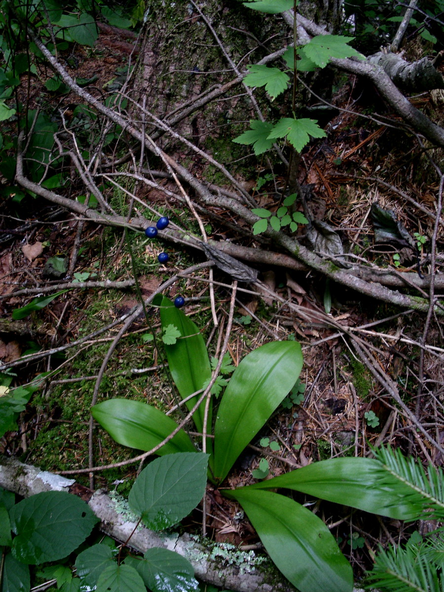 Image of Clintonia udensis specimen.