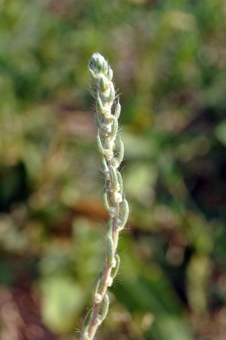 Image of Bassia laniflora specimen.