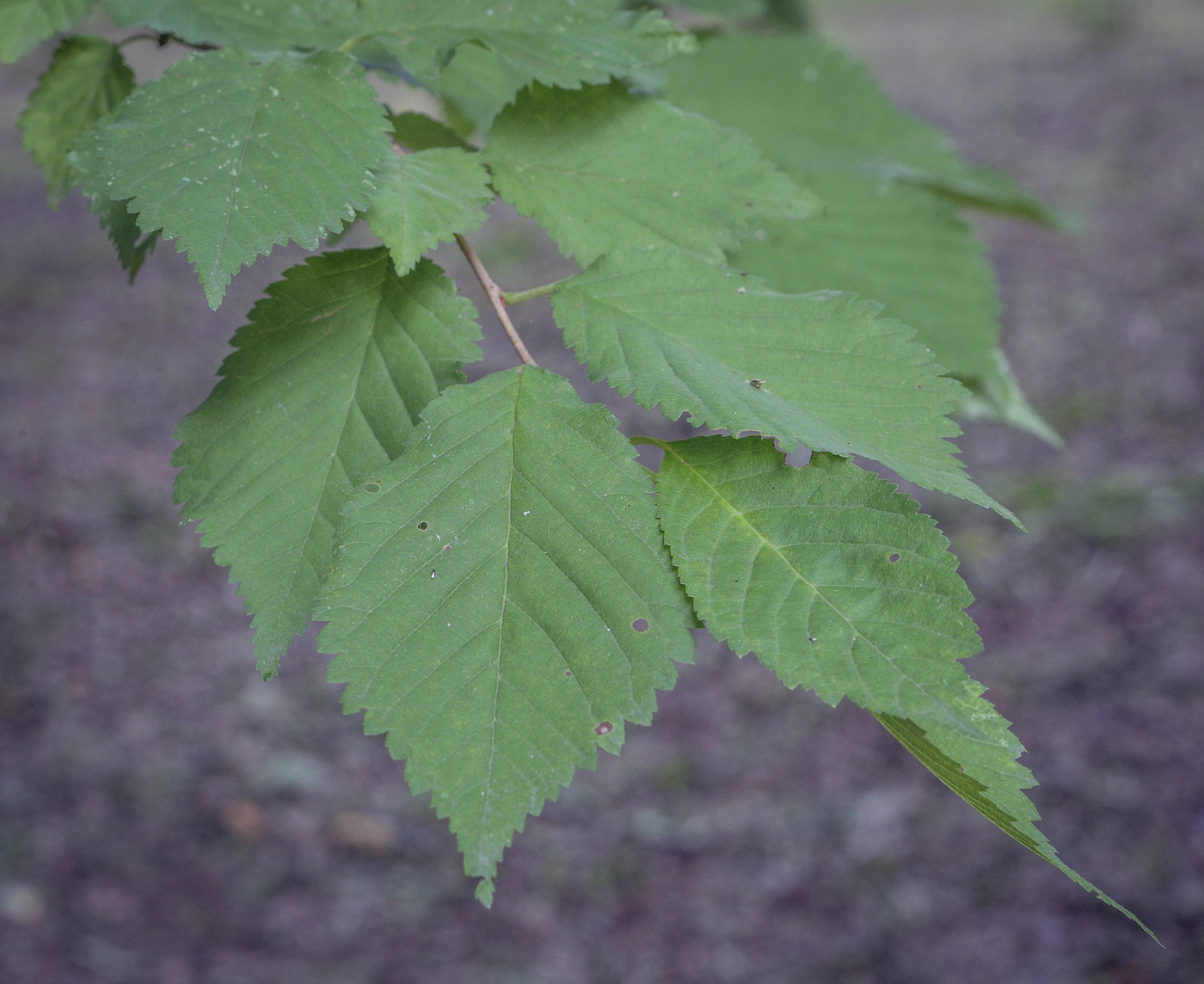 Image of genus Prunus specimen.