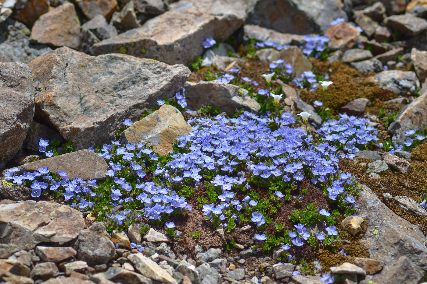 Image of Veronica minuta specimen.