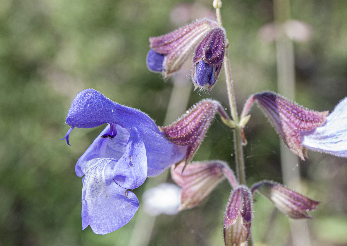 Изображение особи Salvia ringens.