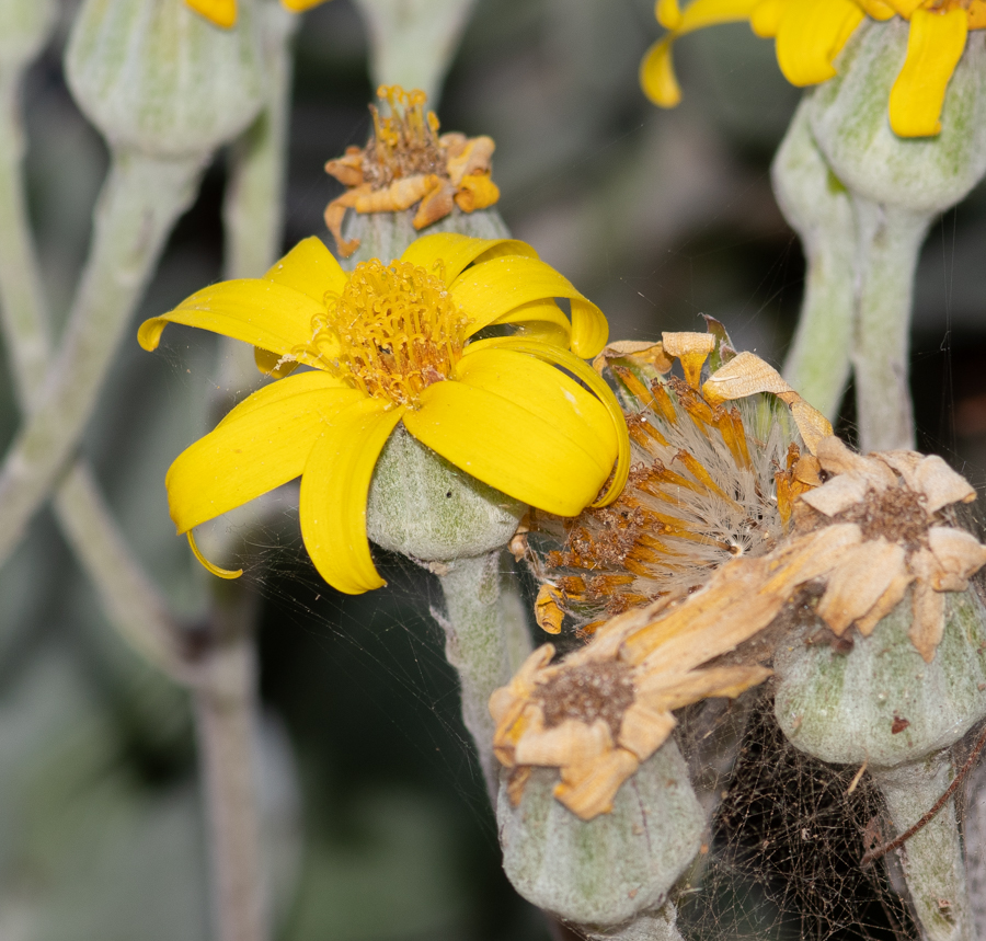 Изображение особи семейство Asteraceae.