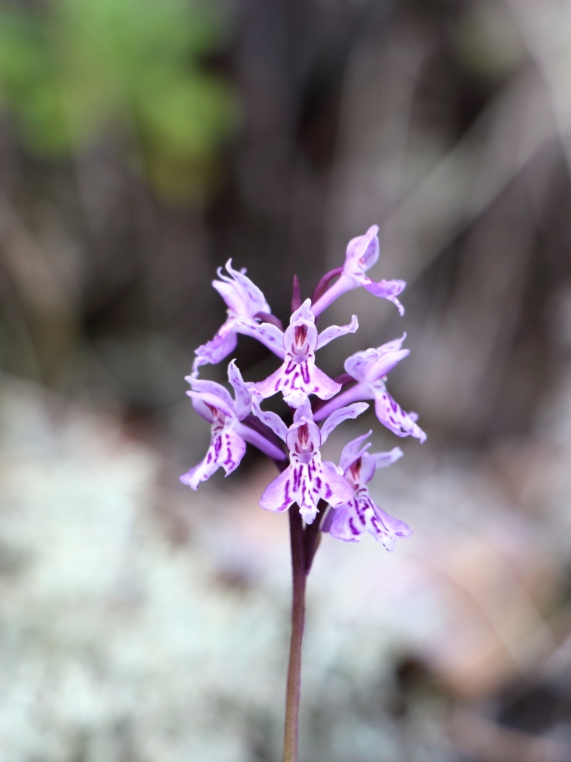 Image of Dactylorhiza fuchsii specimen.