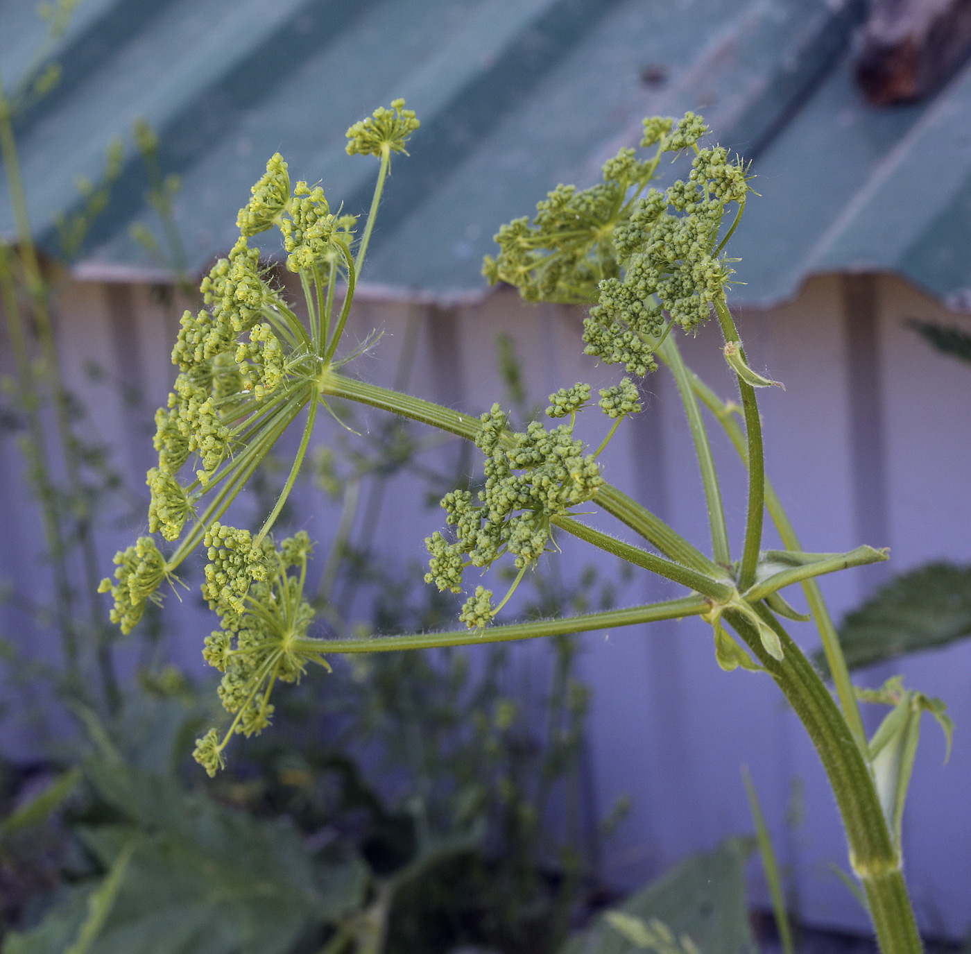 Изображение особи Heracleum sibiricum.