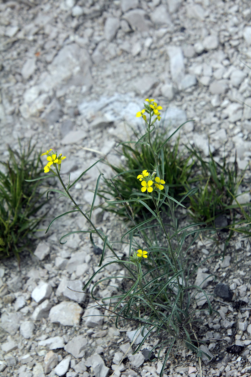 Изображение особи Erysimum substrigosum.