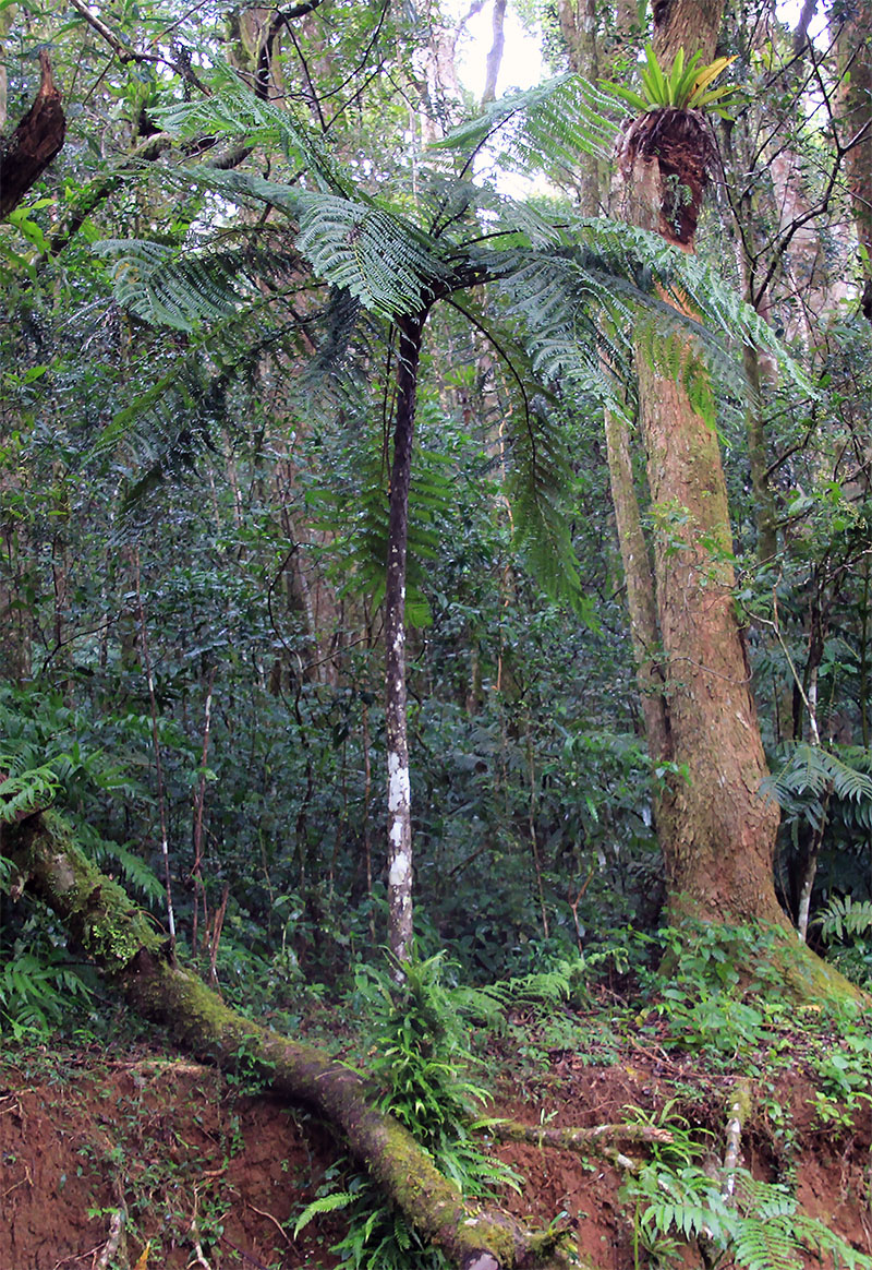 Image of familia Cyatheaceae specimen.