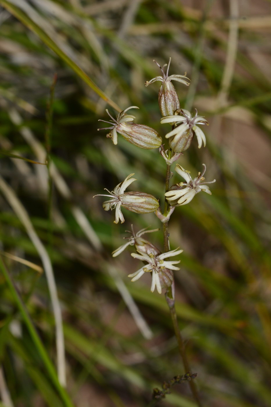 Изображение особи Silene graminifolia.