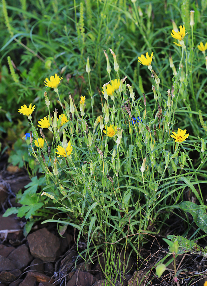 Image of Tragopogon serotinus specimen.