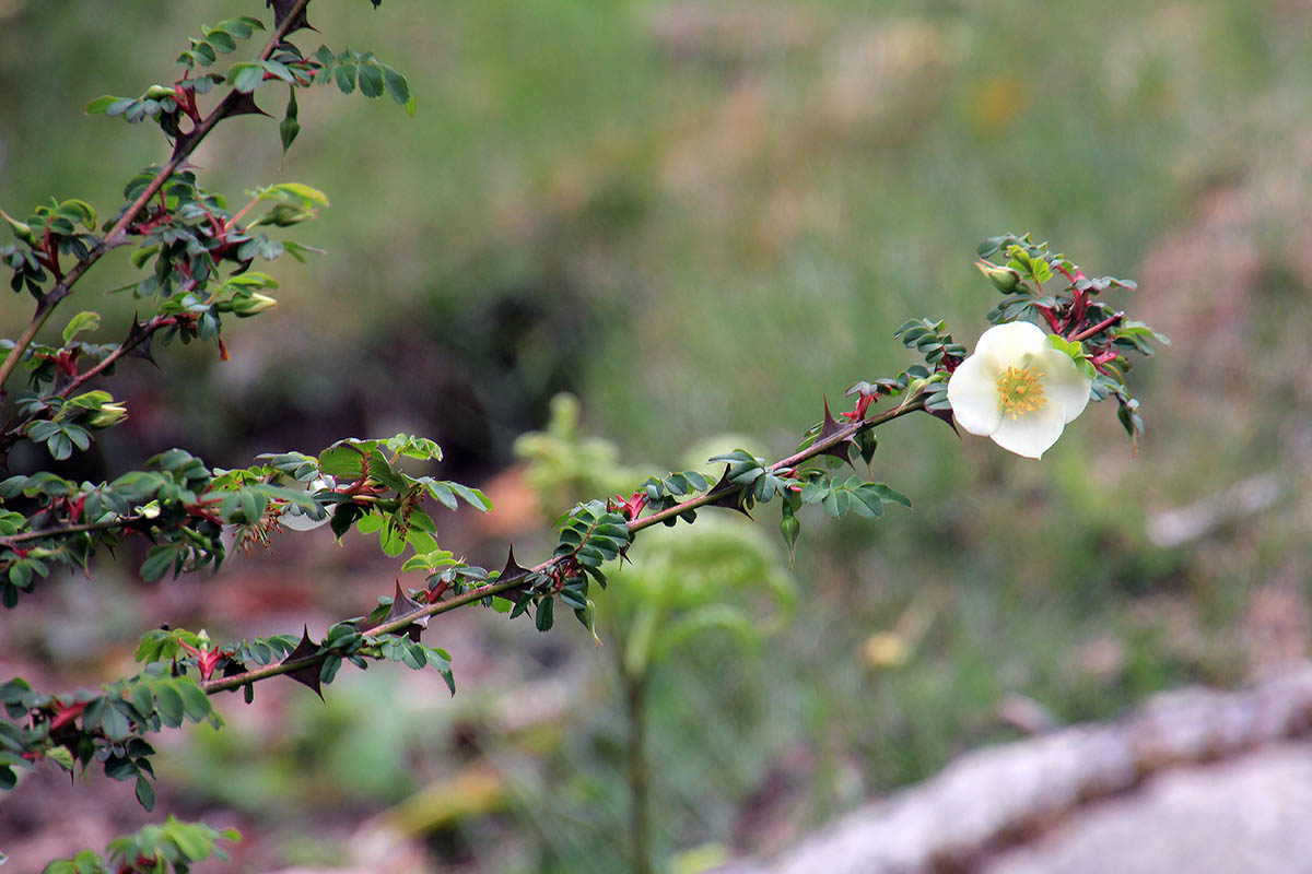 Image of Rosa sericea specimen.