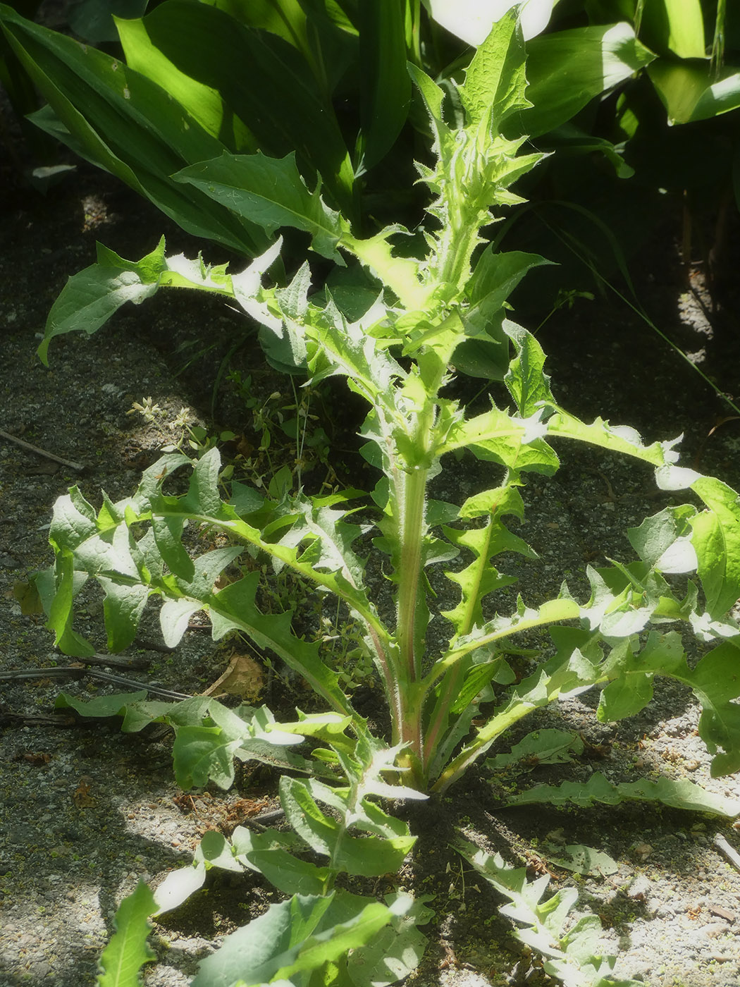 Изображение особи семейство Asteraceae.