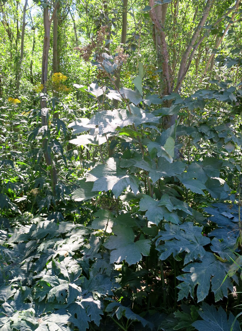 Image of Filipendula camtschatica specimen.