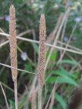 Phleum paniculatum