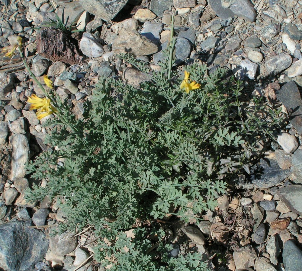 Изображение особи Corydalis stricta.