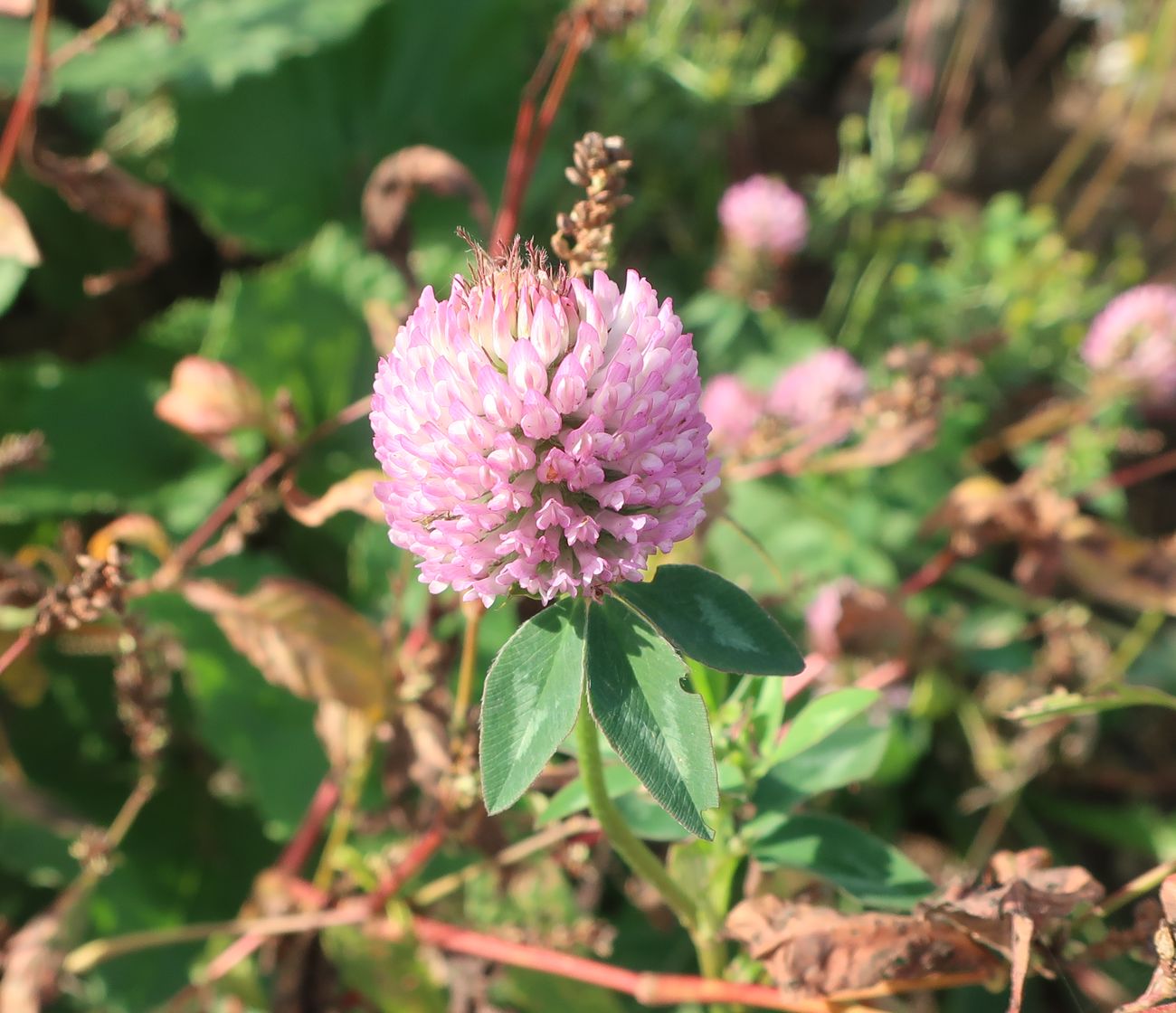 Image of Trifolium pratense specimen.