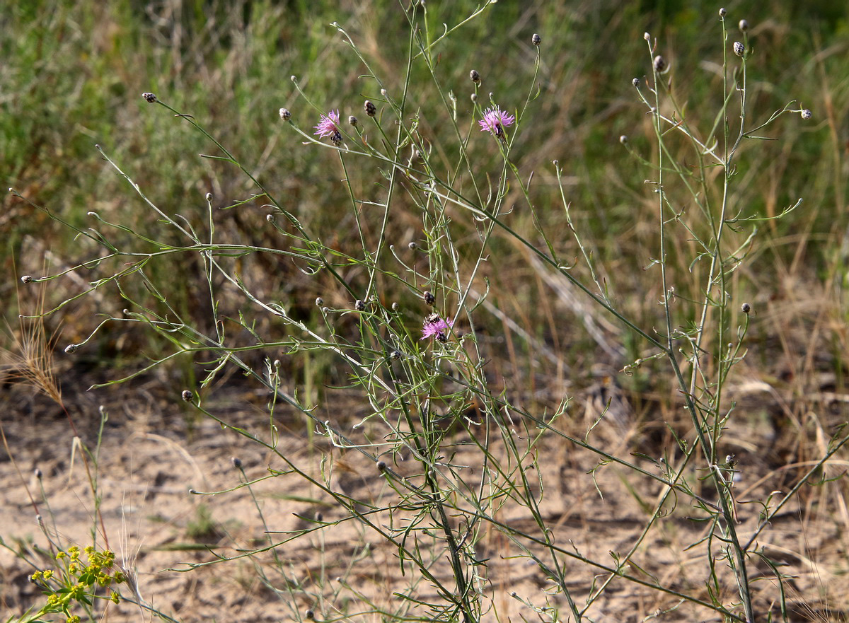 Image of Centaurea odessana specimen.