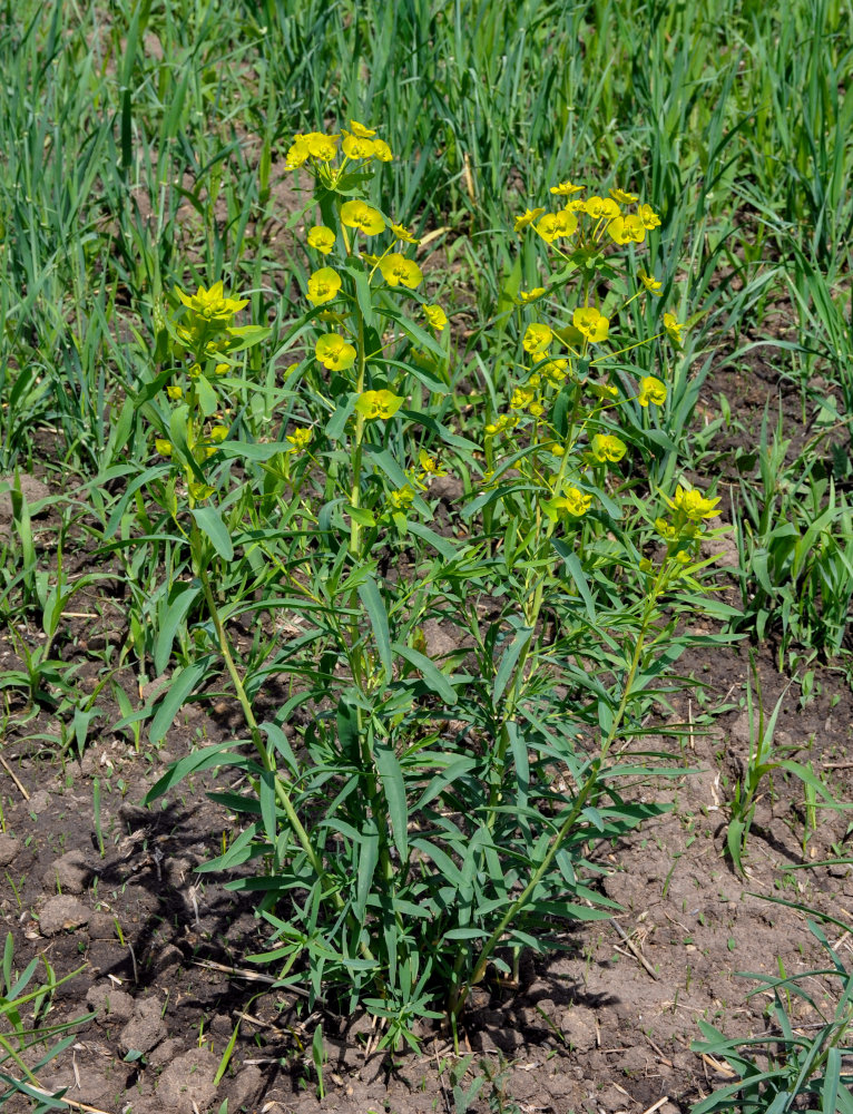 Изображение особи Euphorbia virgata.