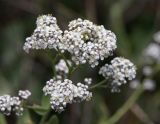 Lepidium obtusum