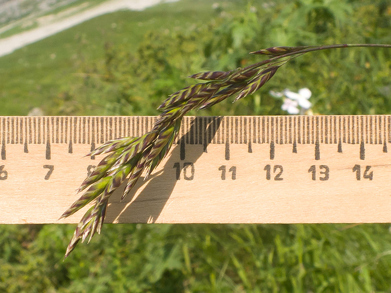 Изображение особи Festuca woronowii.