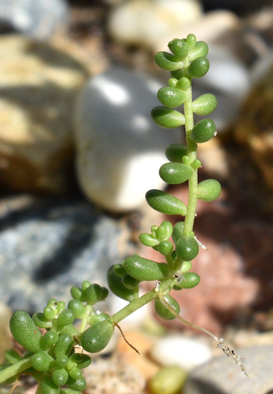 Image of Sedum album specimen.