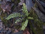 Asplenium trichomanes subspecies inexpectans. Спороносящее растение. Краснодарский край, м/о г. Новороссийск, северный склон горы Сахарная Голова, ≈ 300 м н.у.м., глубокая балка с ручьём в тенистом дубово-грабовом лесу, скальное обнажение. 10.12.2017.