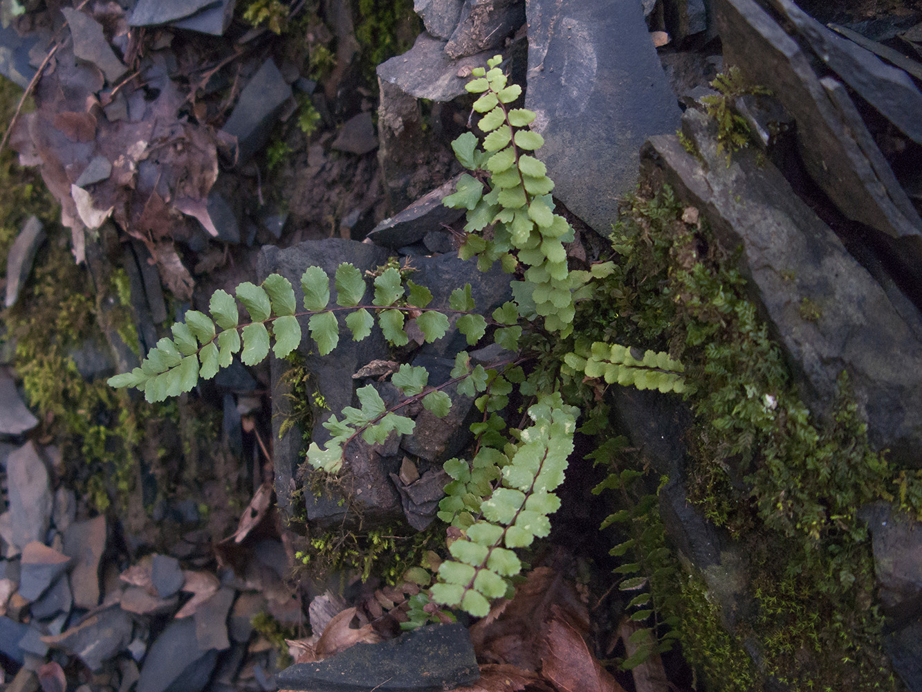 Изображение особи Asplenium trichomanes ssp. inexpectans.