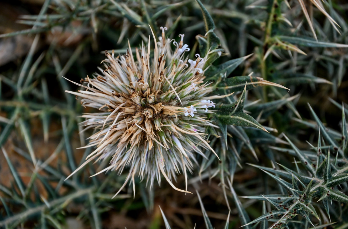 Изображение особи Echinops spinosissimus ssp. spinosus.