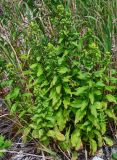 Solidago virgaurea подвид dahurica. Расцветающие растения. Сахалин, Корсаковский гор. округ, мыс Слюда, подножие лугового склона. 15.08.2022.