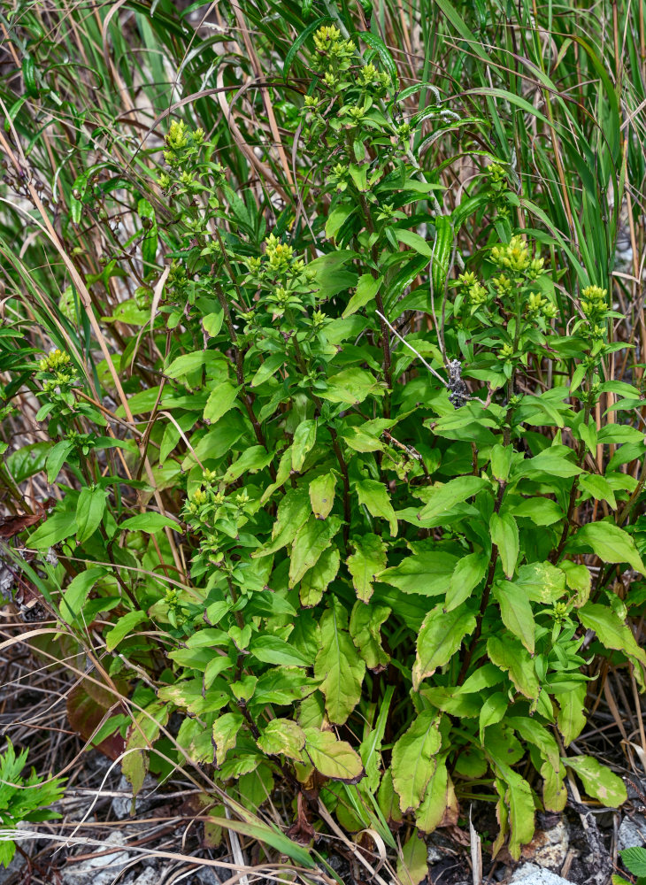 Image of Solidago virgaurea ssp. dahurica specimen.