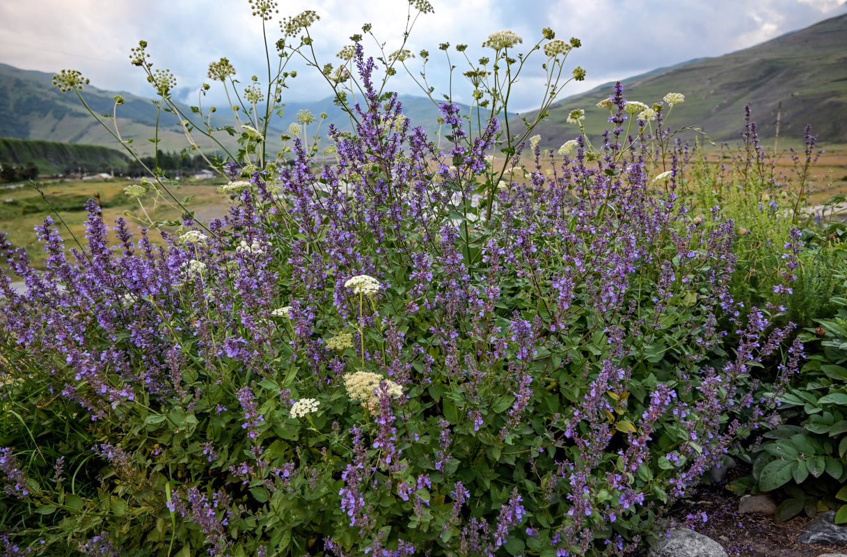 Image of Nepeta grandiflora specimen.