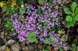 genus Thymus. Цветущие растения в сообществе с Artemisia. Сахалин, Макаровский гор. округ, хр. Жданко, ≈ 400 м н.у.м., каменистый склон. 16.08.2022.