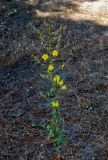 genus Verbascum