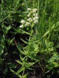 Galium boreale. Верхняя часть цветущего растения. Ульяновская обл., Мелекесский р-н, окр. с. Александровка, долина р. Бирля, луг на склоне оврага. 17.06.2023.