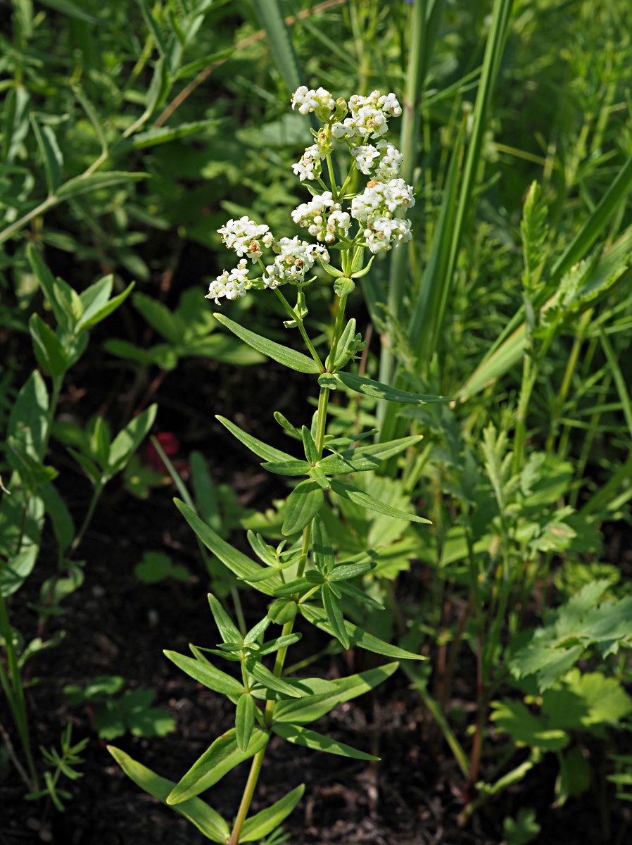 Image of Galium boreale specimen.