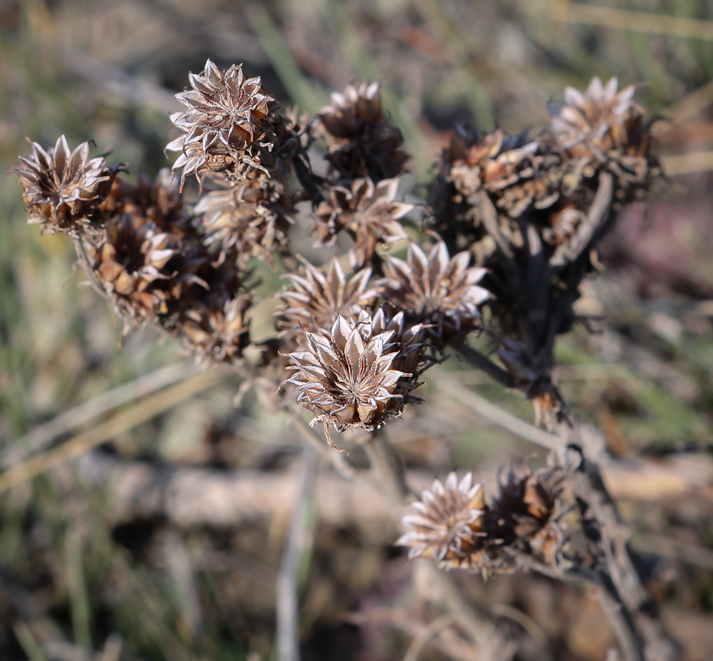 Image of Sempervivum ruthenicum specimen.