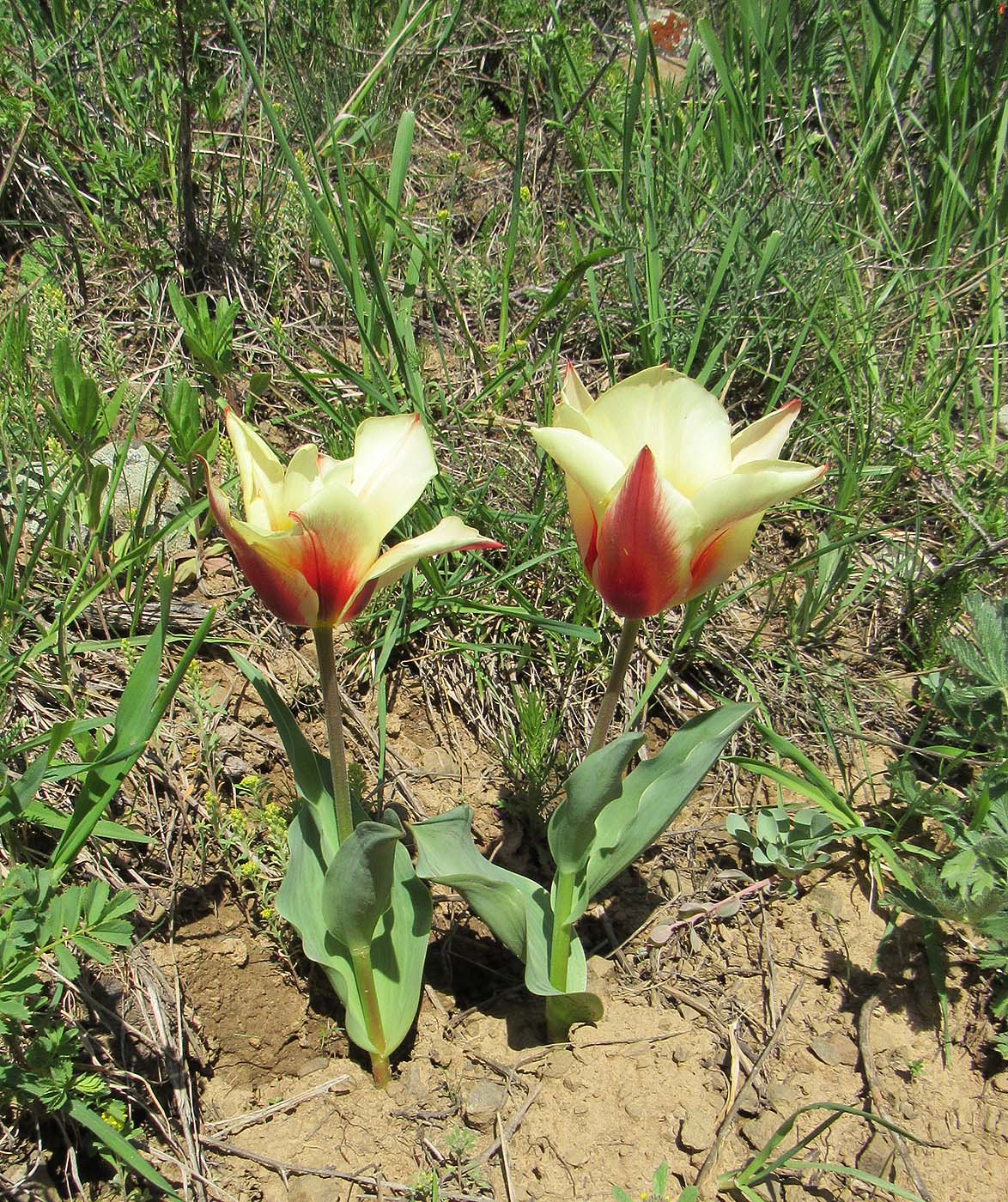 Image of genus Tulipa specimen.