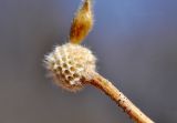 View full-size image Clematis serratifolia