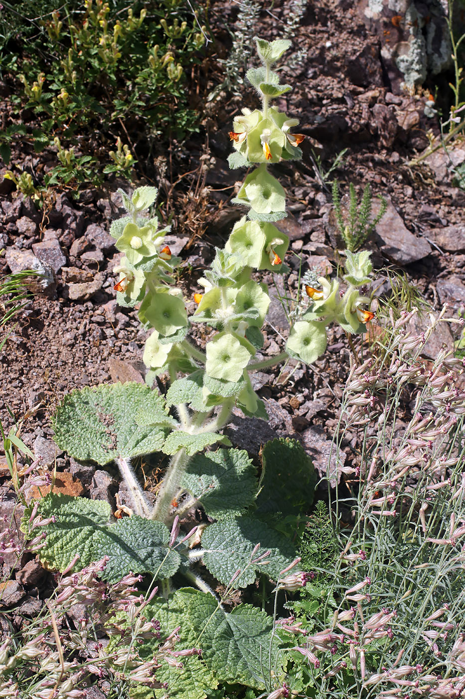 Image of Eremostachys isochila specimen.