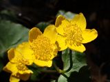 Caltha membranacea