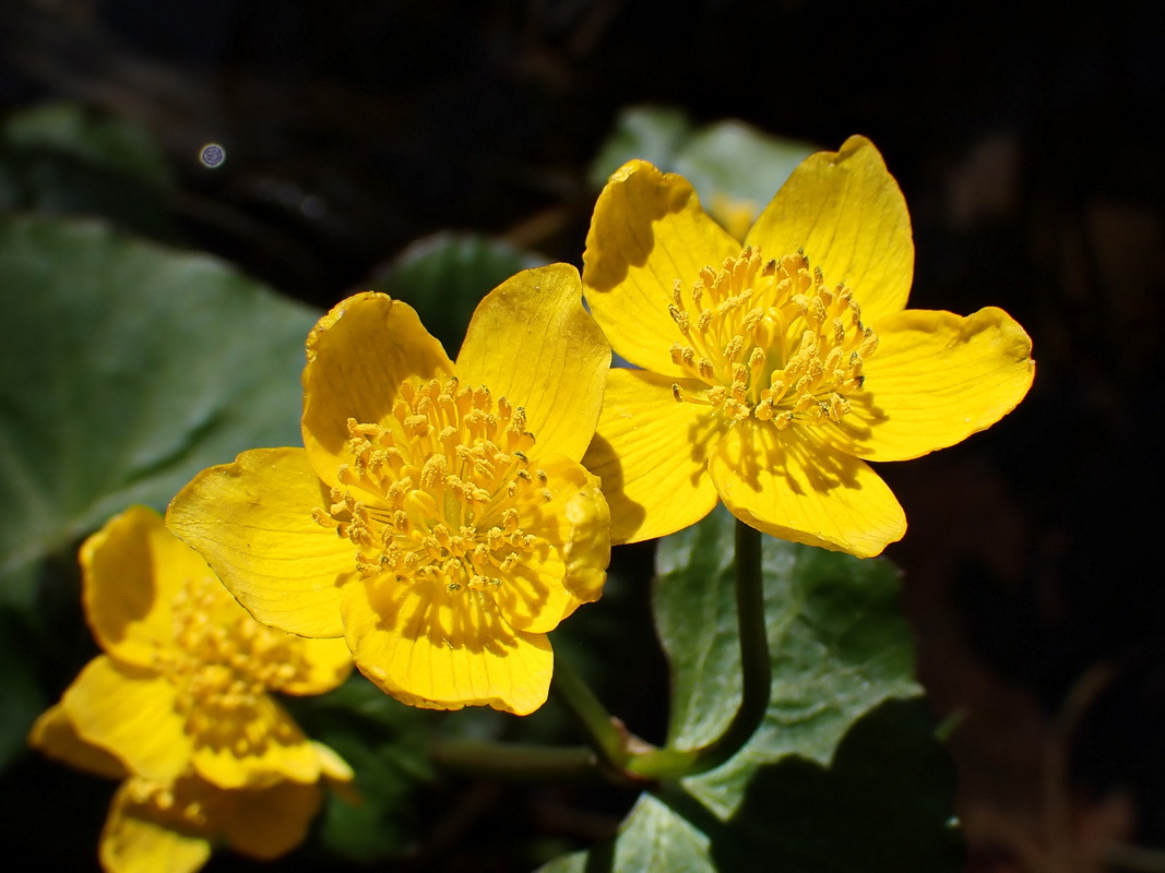 Изображение особи Caltha membranacea.