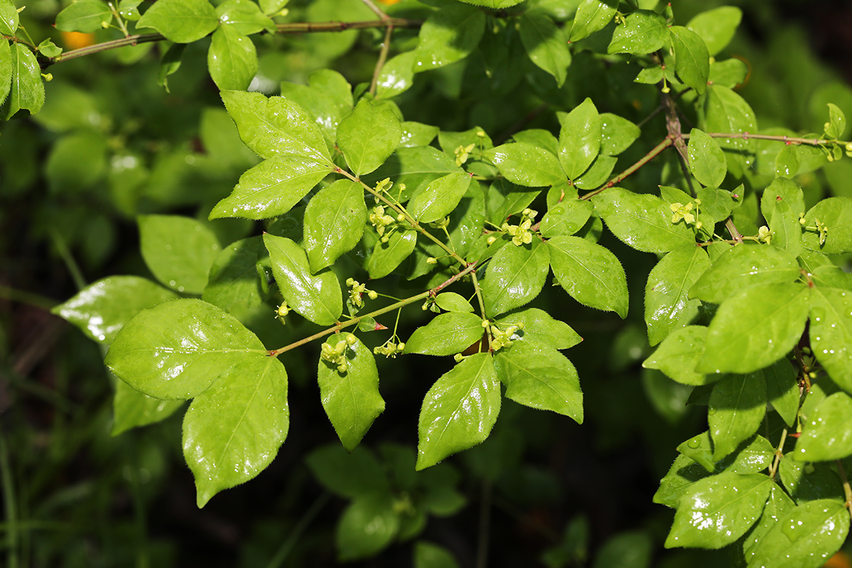 Image of Euonymus sacrosanctus specimen.