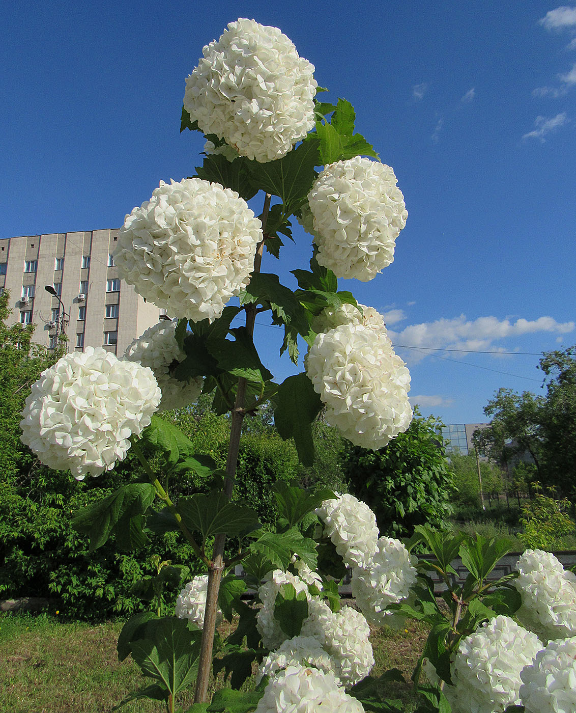 Image of Viburnum opulus f. roseum specimen.