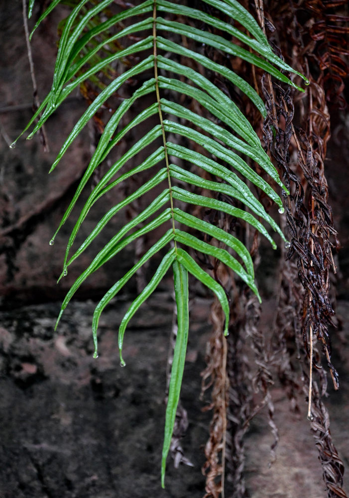 Изображение особи Pteris vittata.